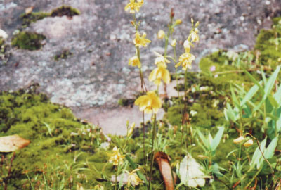 山苔に野生蘭の花咲くペチャブーン山塊の旅