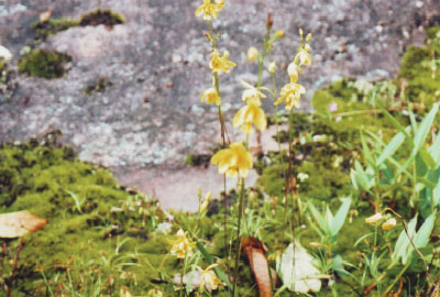 山苔に野生蘭の花咲くペチャブーン山塊の旅 山苔に野生蘭の花咲くペチャブーン山塊の旅
